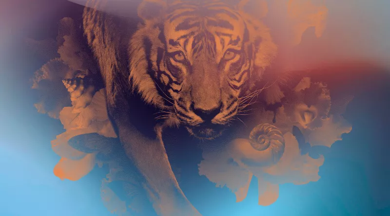 Illustration pour le pass annuel du MNHN, montrant un tigre orange sur fond bleu