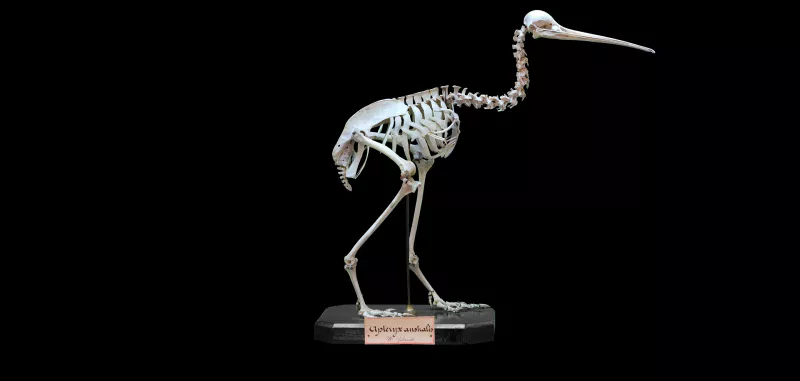 Squelette monté d'un kiwi austral de profil, sur fond noir