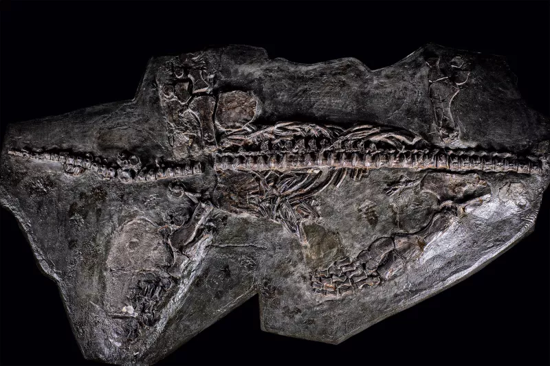 Fossile de plésiosaure sur fond noir